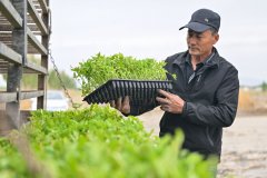 的番茄产量已从每亩四五吨减产到七八吨